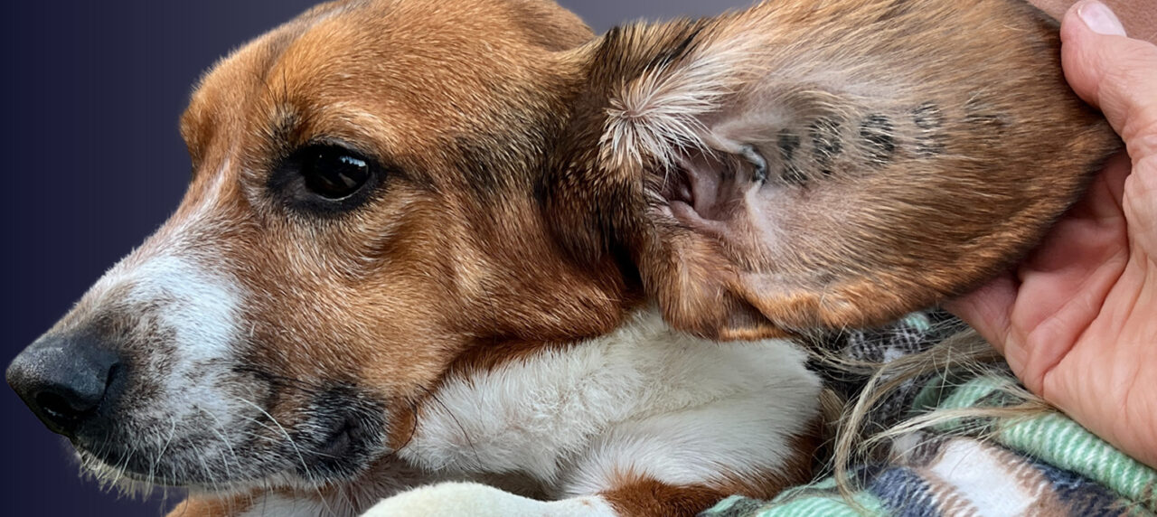January 9, 2026 – Beagle Freedom Project