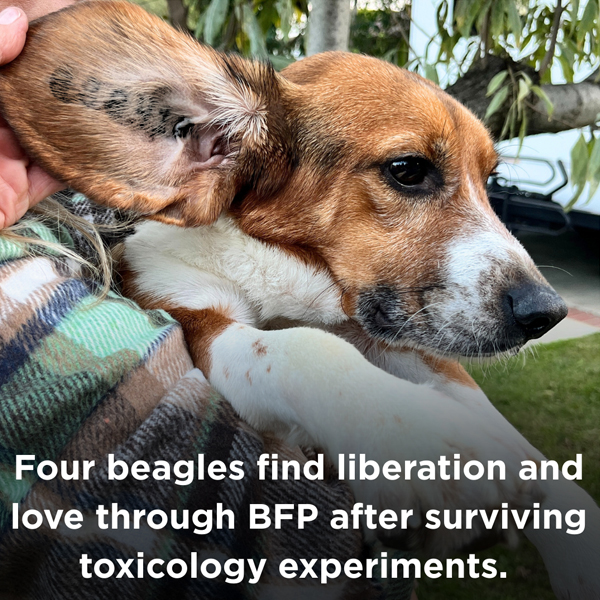 A story of 4 survivors