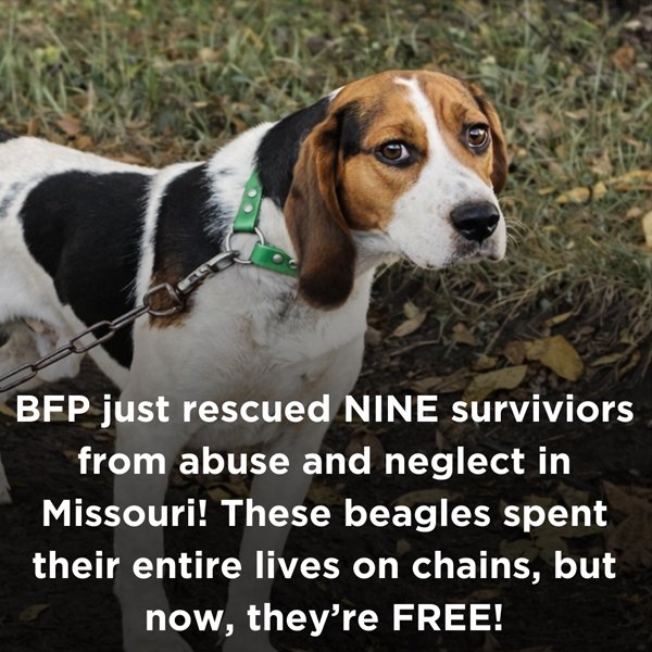 A story of 9 survivors