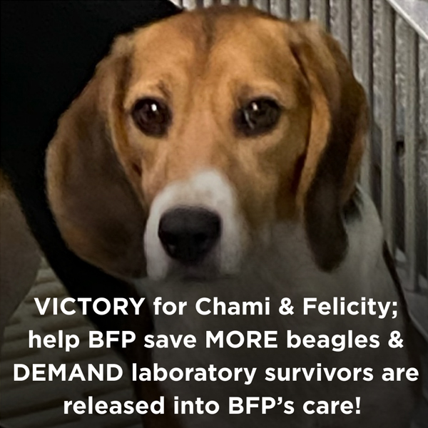 Victory for Chami & Felicity