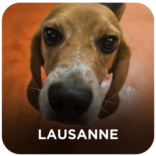 Rescued Beagle from South Korea - Lausanne