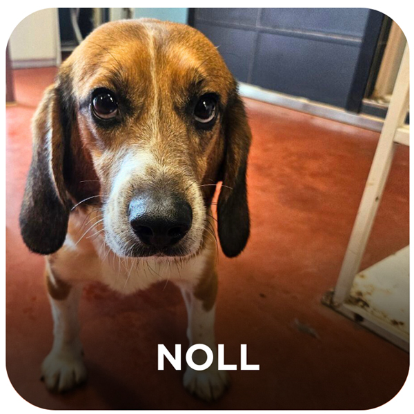 Rescued Beagle from South Korea - Noll