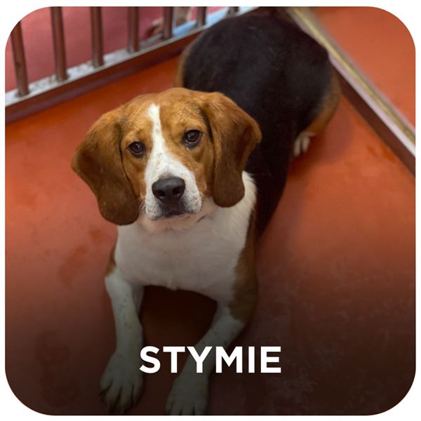 Rescued Beagle from South Korea - Stymie