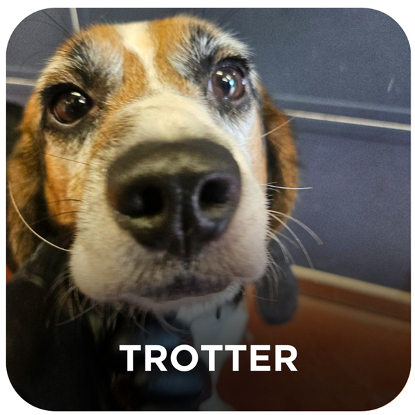 Rescued Beagle from South Korea - Trotter