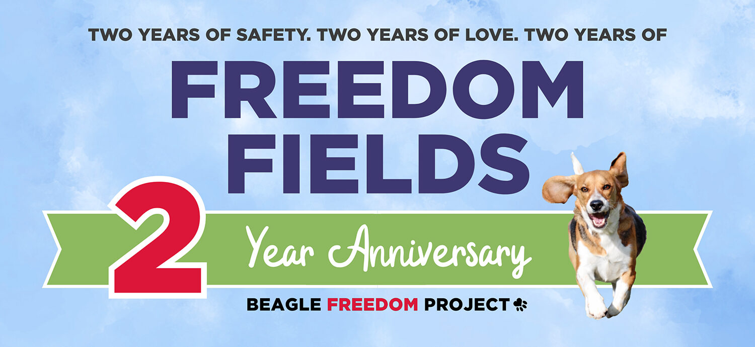 Two Years of Freedom Fields: From Animal Testing Facility to Sanctuary