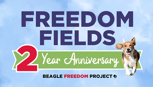 Two Years of Freedom Fields: From Animal Testing Facility to Sanctuary
