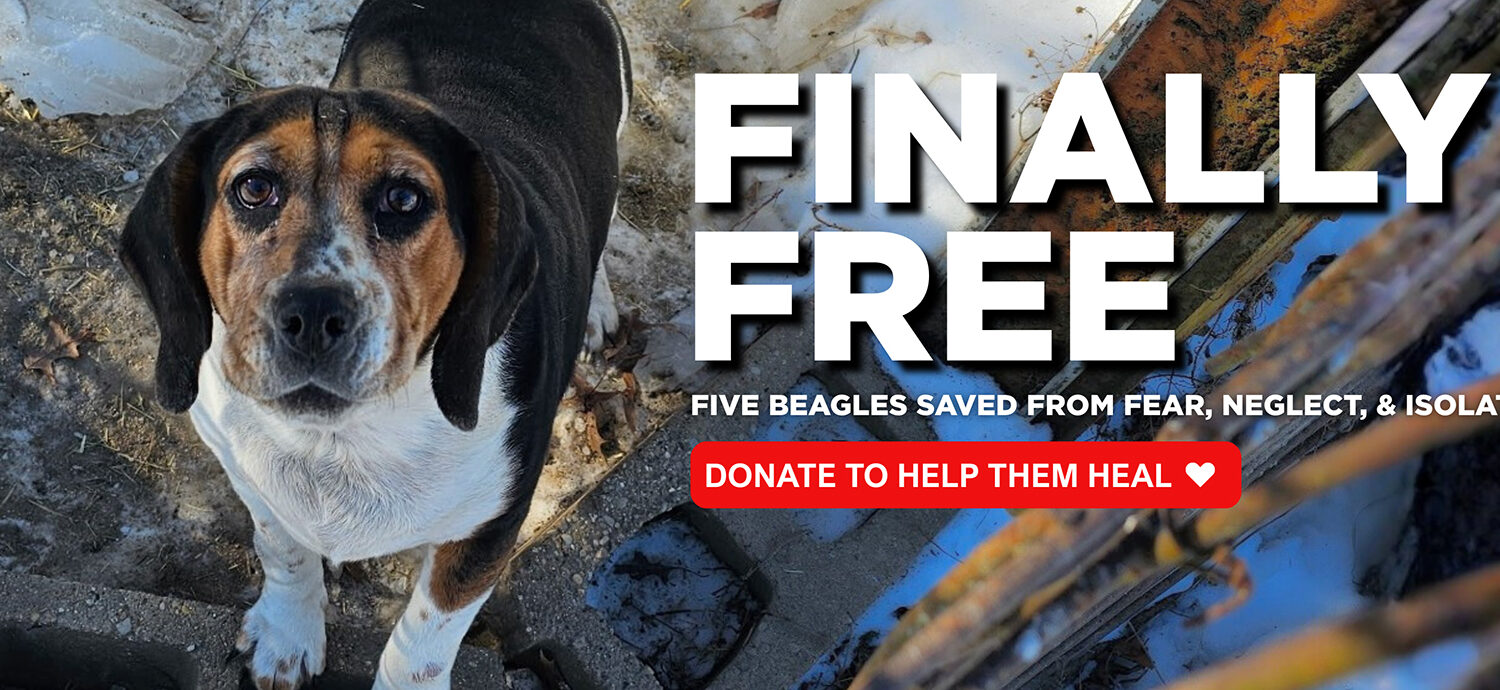 Five Beagles Finally Freed From a Lifetime of Neglect!