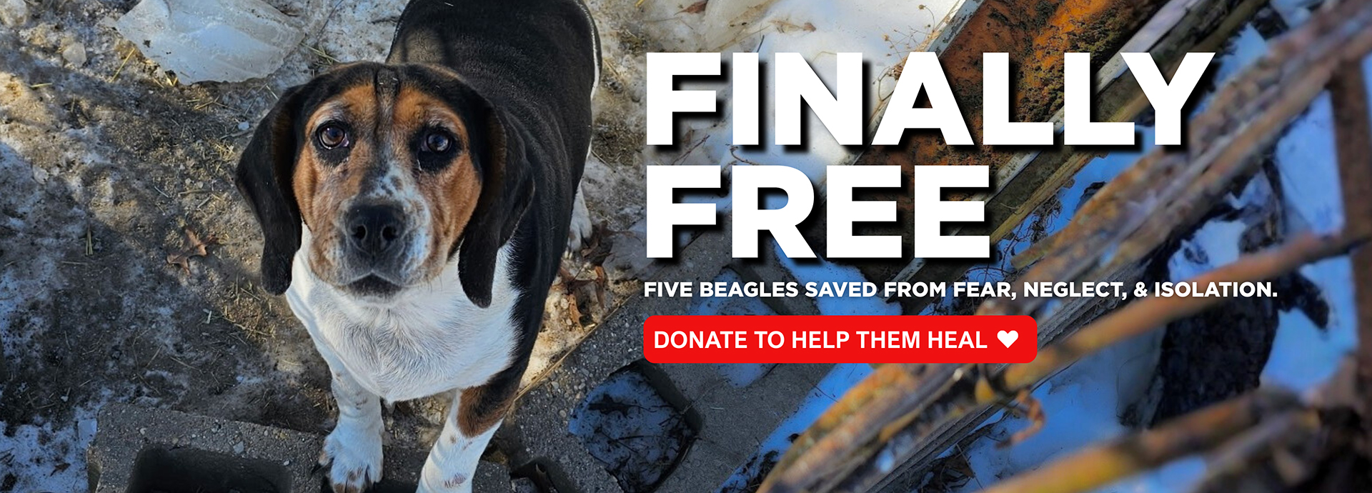 Five Beagles Finally Freed From a Lifetime of Neglect!