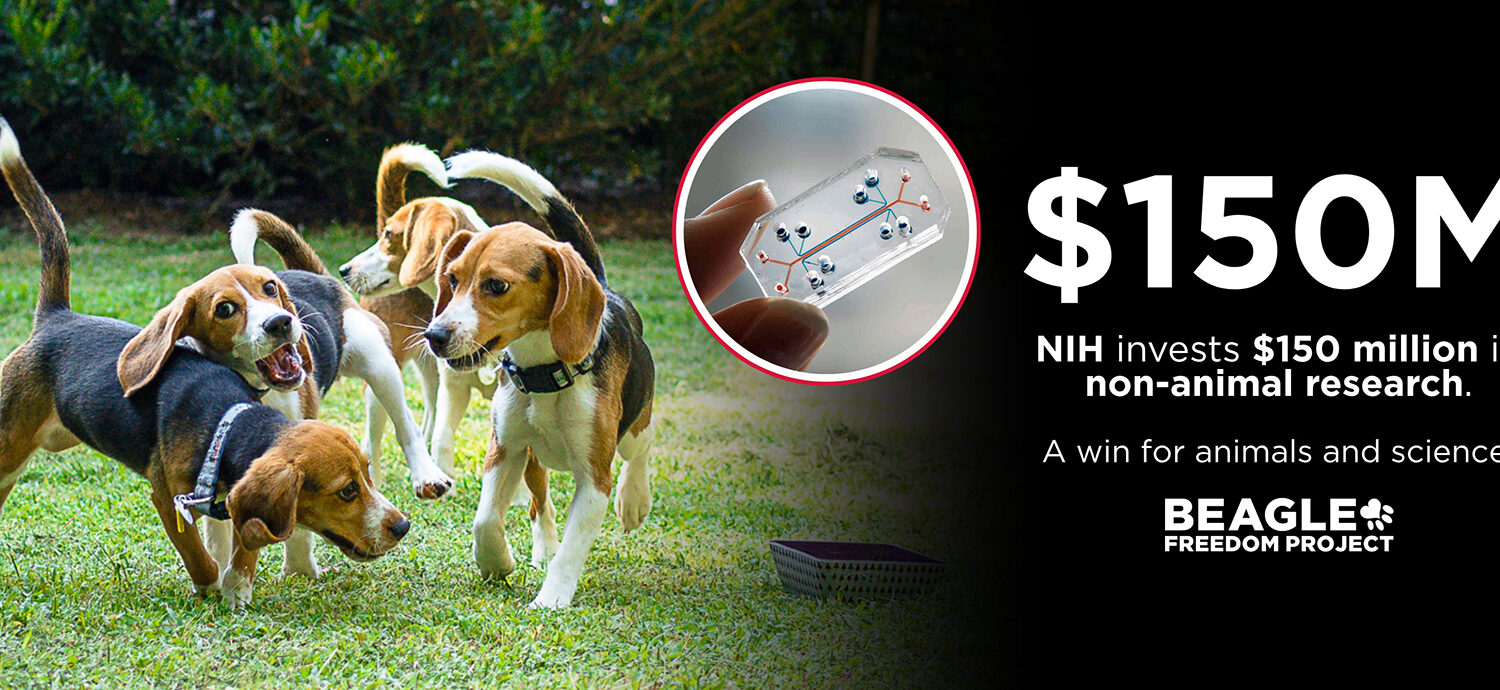The NIH Just Invested $150 Million in Non-Animal Research — Here's Why That Matters