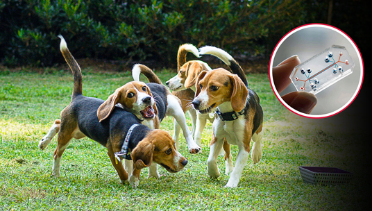 The NIH Just Invested $150 Million in Non-Animal Research — Here's Why That Matters