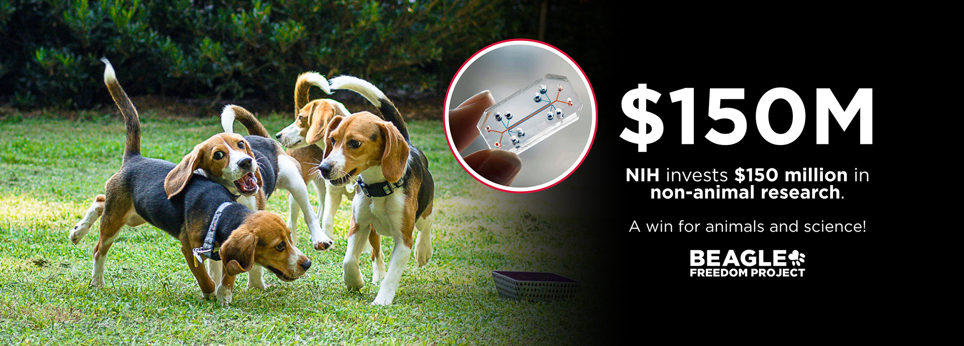 The NIH Just Invested $150 Million in Non-Animal Research — Here's Why That Matters