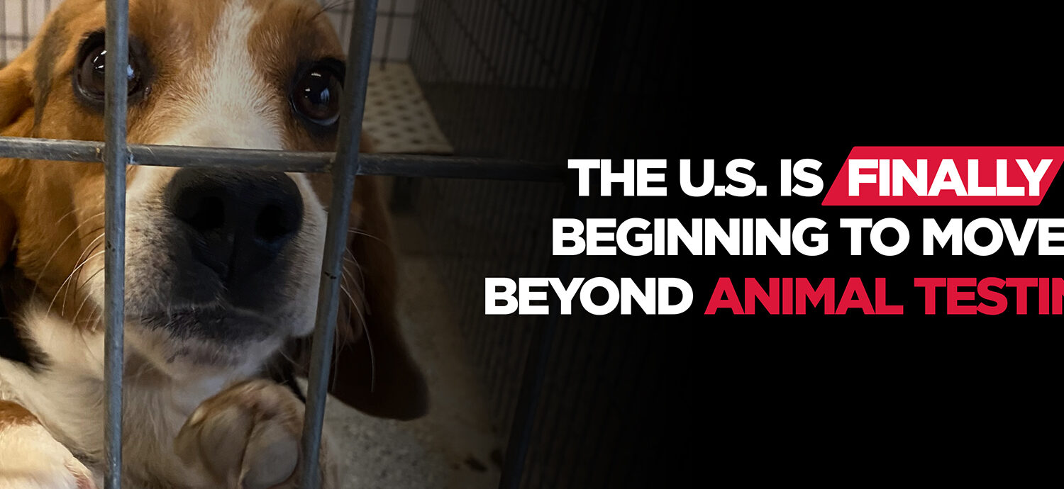 The U.S. Is Finally Beginning to Move Beyond Animal Testing