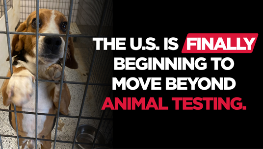 The U.S. Is Finally Beginning to Move Beyond Animal Testing