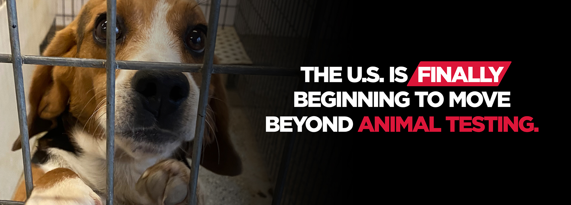 The U.S. Is Finally Beginning to Move Beyond Animal Testing
