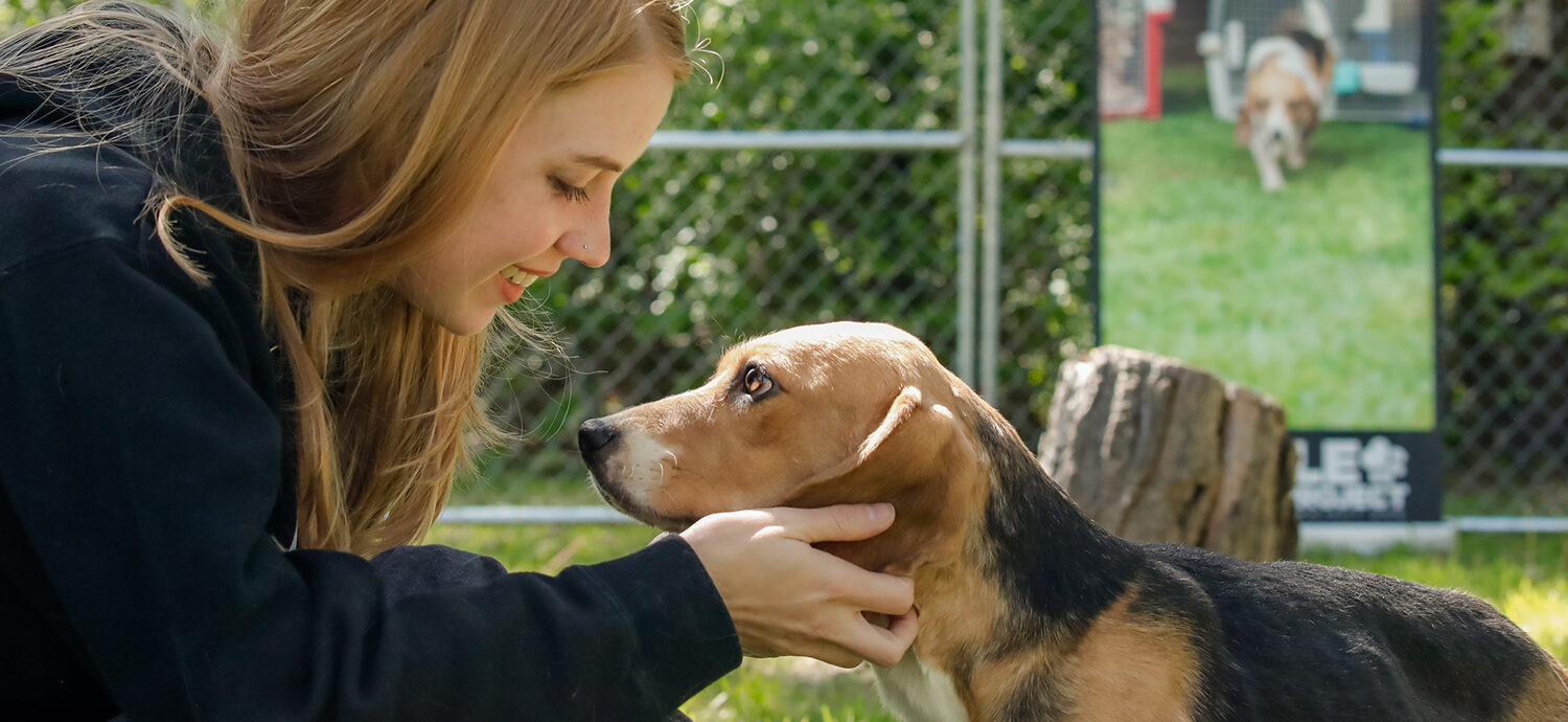 Rescued beagles travel from Wisconsin to forever homes in Los Angeles