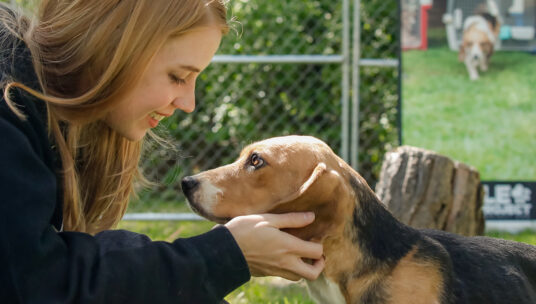 Rescued beagles travel from Wisconsin to forever homes in Los Angeles