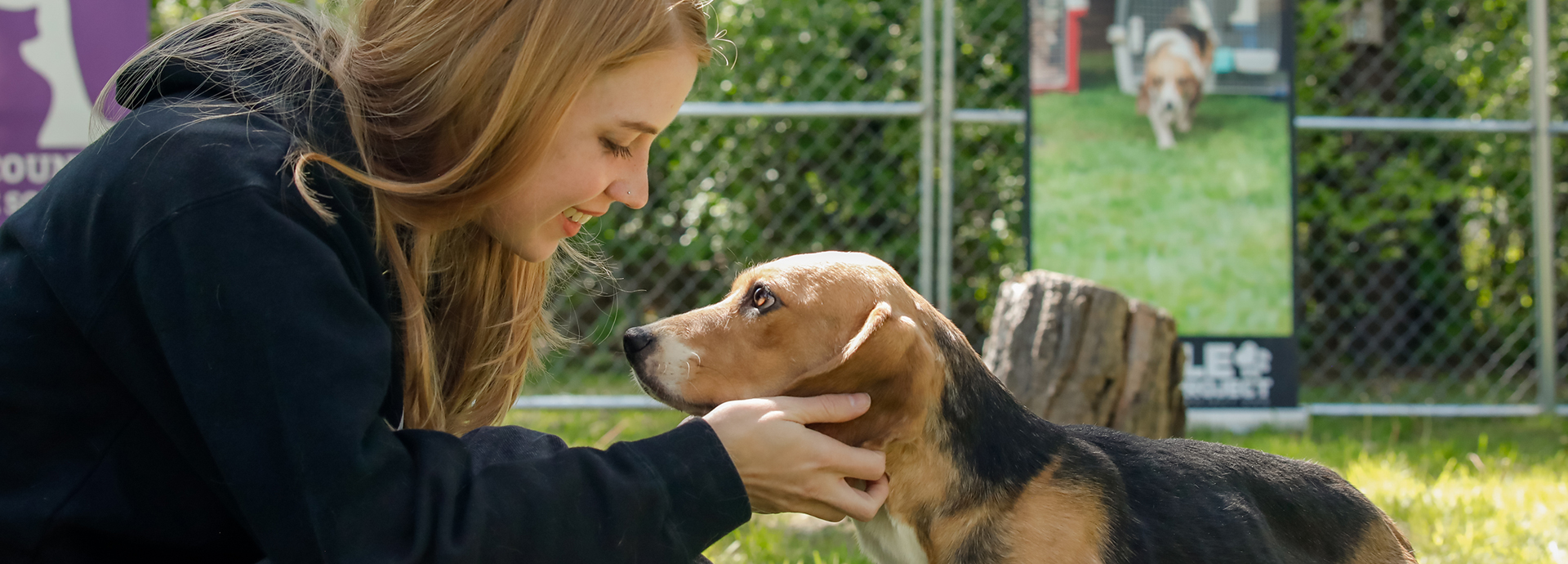 Rescued beagles travel from Wisconsin to forever homes in Los Angeles