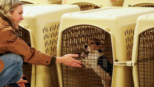 Watch: BLACK SABBATH's GEEZER BUTLER Joins Push To Rehome Beagles From Ridglan Farms In Wisconsin
