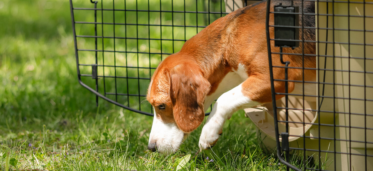 First stop for group of rescued Ridglan beagles: the Dane County Humane Society