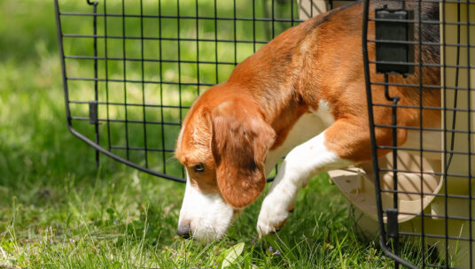 First stop for group of rescued Ridglan beagles: the Dane County Humane Society