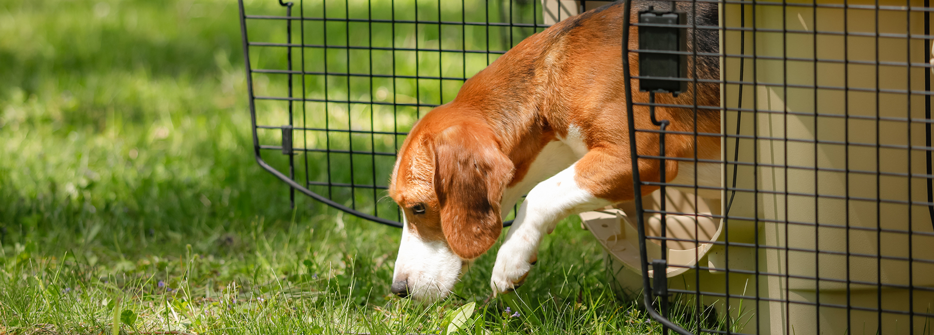 First stop for group of rescued Ridglan beagles: the Dane County Humane Society