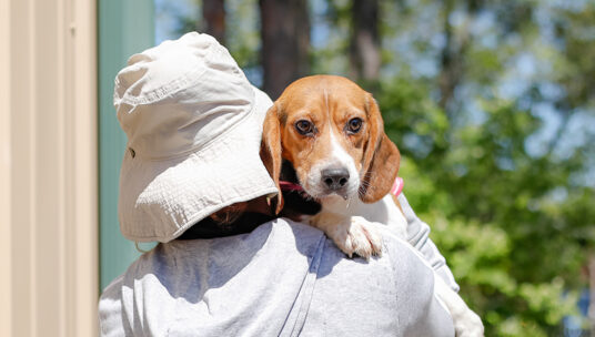 Black Sabbath star Geezer Butler helps rescue 1,500 beagles from breeding farm