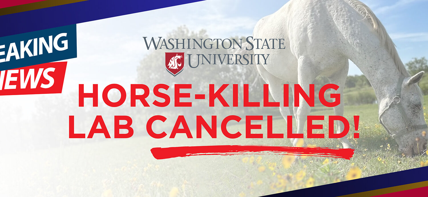 WSU cancels horse-killing lab!