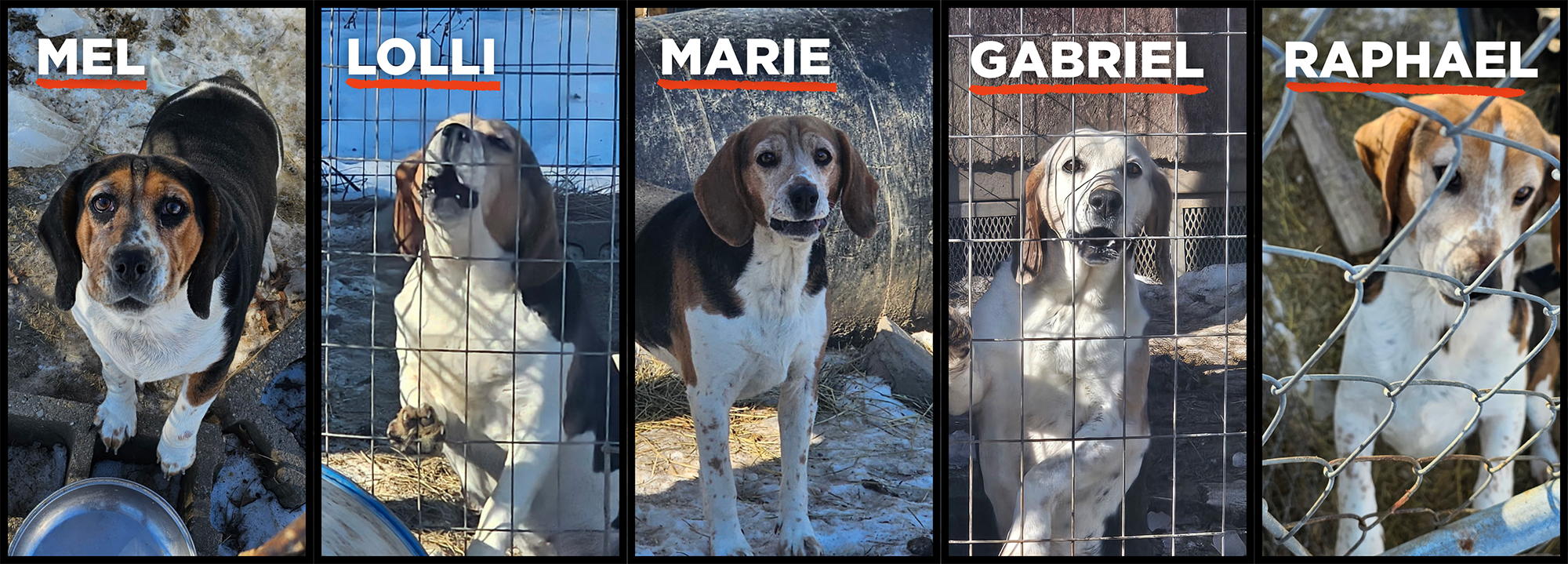 Hunting dogs from IN rescued!