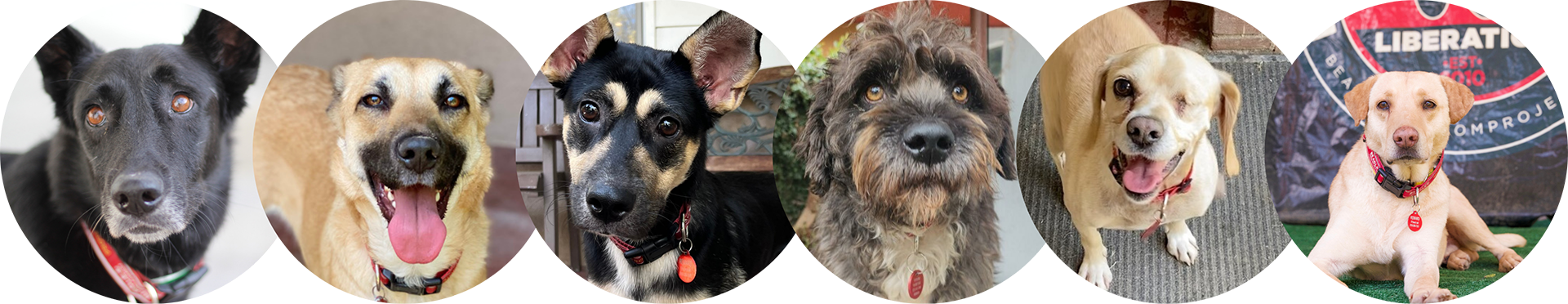 Pond Seizure Survivors