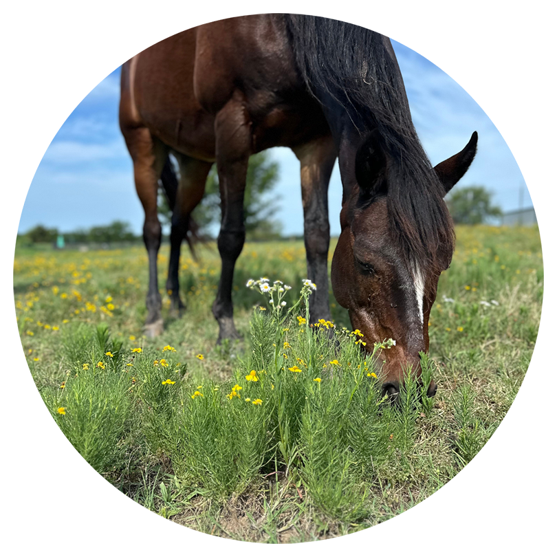 Grazing horse