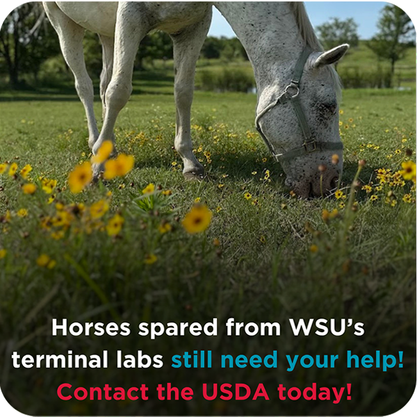 WSU’S HORSE-KILLING LAB IS CANCELLED — BUT THE SURVIVORS NEED YOUR HELP NOW!