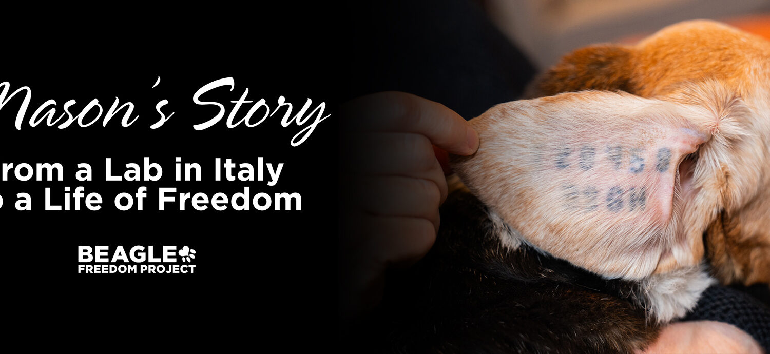Mason’s Story: From a Lab in Italy to a Life of Freedom