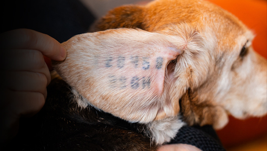 Mason’s Story: From a Lab in Italy to a Life of Freedom