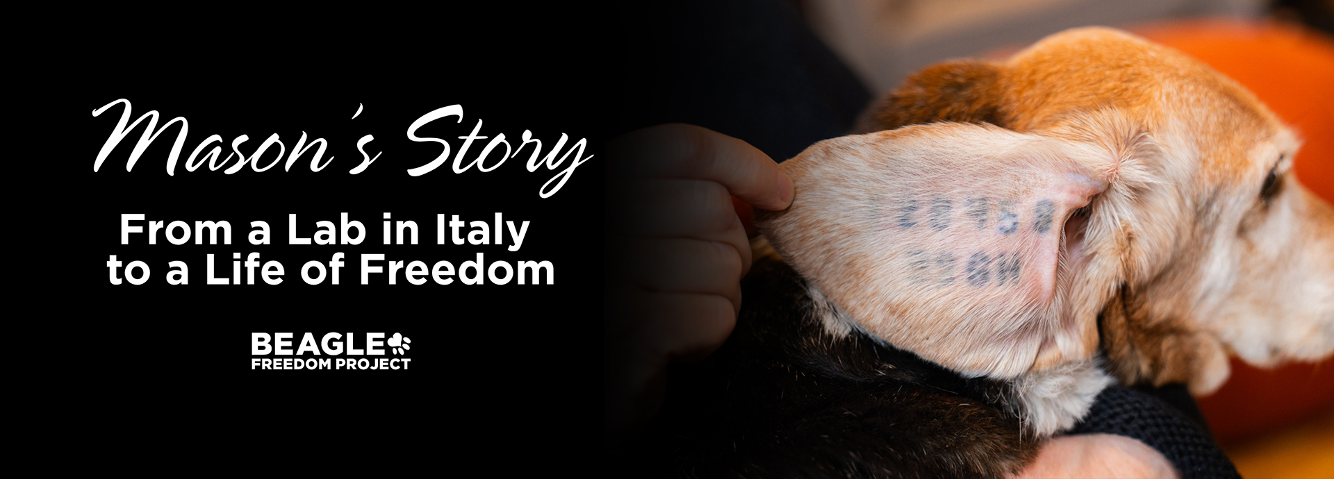 Mason’s Story: From a Lab in Italy to a Life of Freedom