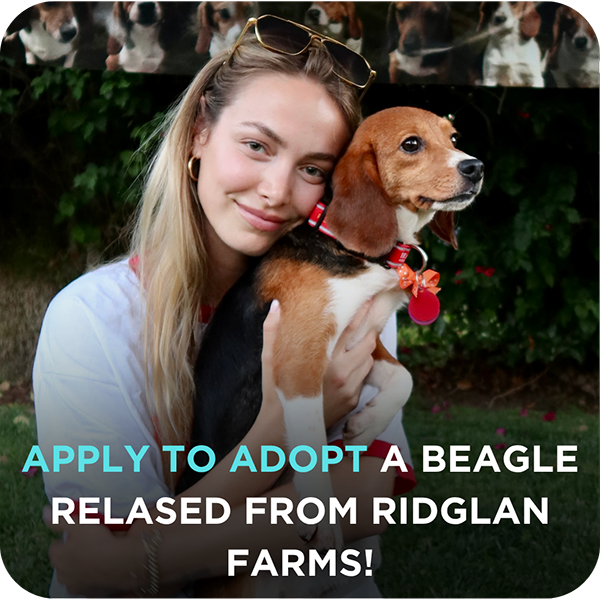 Ridglan Farms Release: Apply to Adopt