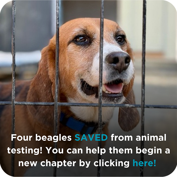 4 Beagles Saved!