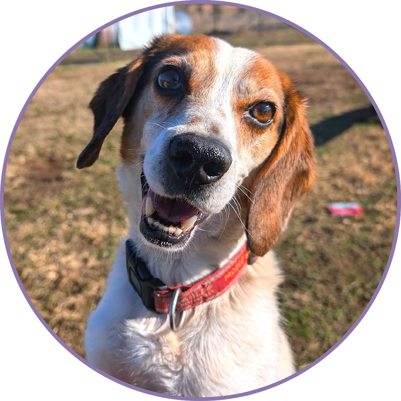 Ridglan Rescue: Adopt