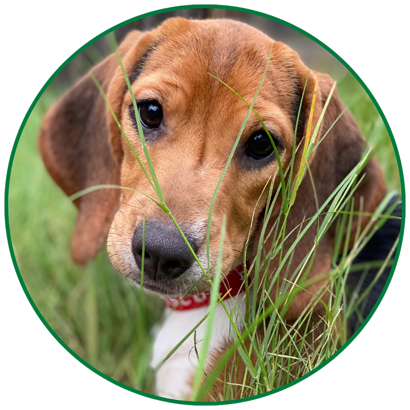 Ridglan Rescue: Donate