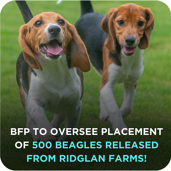 Ridglan Farms Release!