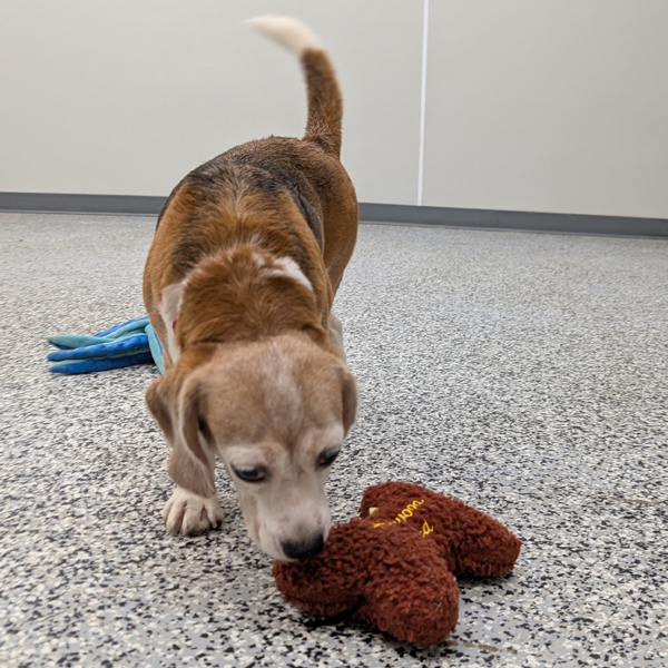 Sniffing Toy