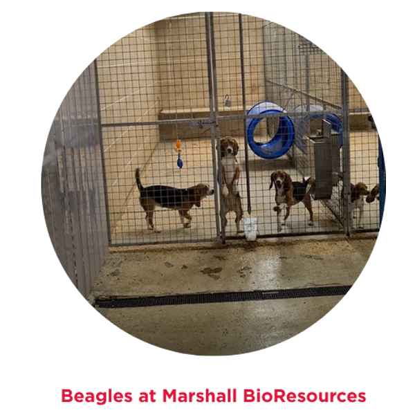 Beagles at Marshall BioResources