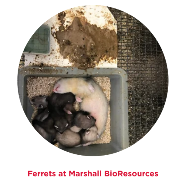 Ferrets at Marshall BioResources