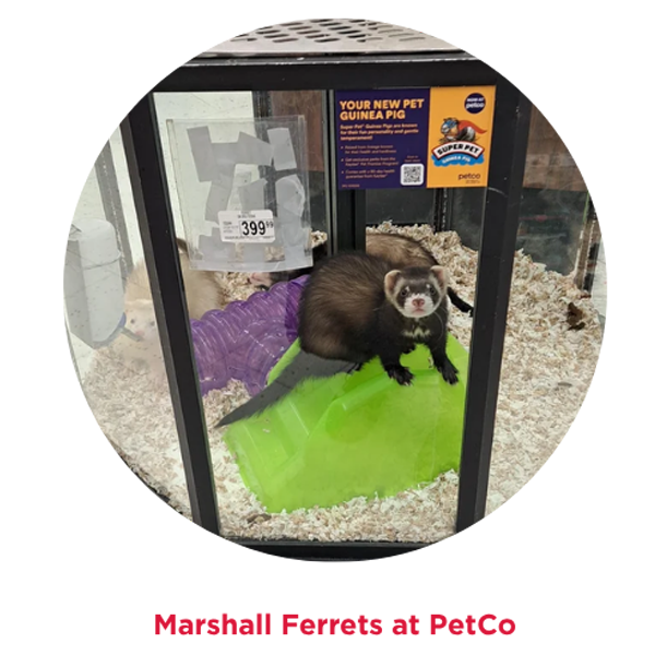 Marshall Ferrets at PetCo