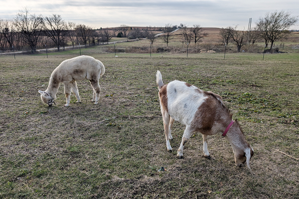 Friend’s at Freedom Fields - Alfie with Goat Friend