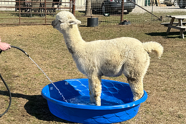 Friend’s at Freedom Fields - Alfie Cooling Down