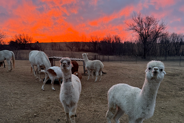 Friend’s at Freedom Fields - Alfie with Beautiful Sunset