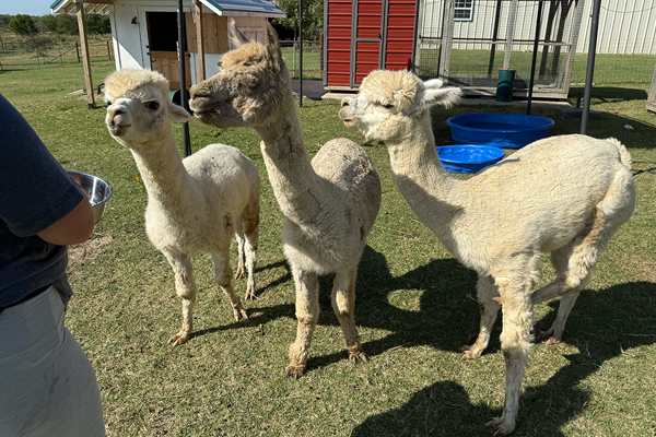 Friend’s at Freedom Fields - Alfie Treat Time