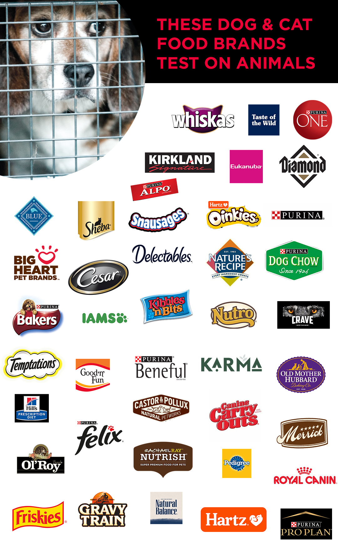 Brands do test on animals