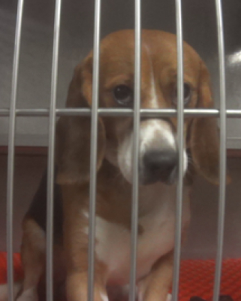 Confined Doggie