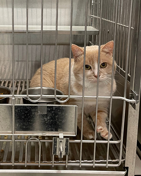 Confined Kitty